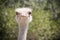 Ostrich close up in south africa