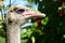 The Ostrich or Common Ostrich eyes