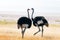 Ostrich couple standing on dry yellow grass of the African savannah