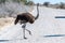 Ostrich crossing the Road in Etosha