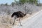 Ostrich crossing the Road in Etosha