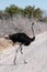 Ostrich crossing the Road in Etosha