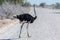 Ostrich crossing the Road in Etosha