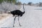 Ostrich crossing the Road in Etosha