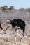 Ostrich crossing the Road in Etosha