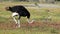 Ostrich, De Hoop Nature Reserve