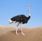 Ostrich in desert