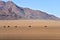 Ostrich and Desert Landscape - NamibRand, Namibia