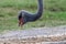 Ostrich eating closeup