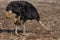 Ostrich eating in the field close up