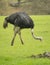 Ostrich eating grass