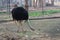 Ostrich eating grass-Lone ostrich grazing in the landscape of National Ayub Park Rawalpindi Pakistan-A big ostrich eating grass