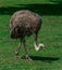 Ostrich Eating Grass in the Savana of a Zoological Garden
