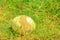 Ostrich egg on the grass