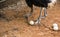 Ostrich egg on ground with ostrich legs in wildlife