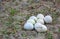 Ostrich Eggs on a sandy nest