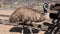 ostrich emu on an ostrich farm stands sideways