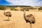 Ostrich emu in Phillip island wildlife park. Australia