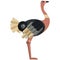 Ostrich Emu poultry bird icon, flat vector isolated illustration. Farm bird. Domestic fowls.