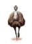 Ostrich Emu,  realistic drawing
