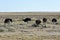 Ostrich - Etosha, Namibia