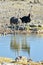 Ostrich - Etosha, Namibia