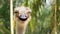 Ostrich face smiling in the jungle. Thailand