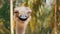 Ostrich face smiling in the jungle. Thailand