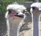 Ostrich Faces