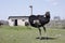 Ostrich family behind fence ostrich farm