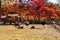Ostrich family at the grass field with red maple autumn tree in Nami Island,South korea