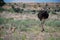 Ostrich and family. Kgalagadi Transfrontier Park. Northern Cape, South Africa