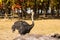 Ostrich at a farm with autumn fall foliage in Nami Island,South Korea