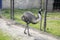 Ostrich on the farm, beautiful large birds