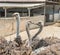 Ostrich Farm Curacao Views