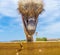 Ostrich Farm fence and feeding Curacao Views