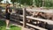 ostrich farm. the girl, standing behind wooden fence, feeds the group of big ostriches at poultry farm outdoors. Feeding