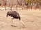 Ostrich farm in Nami island