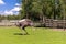 Ostrich farm. Ostrich in the pasture. Ostriches walk in the paddock. Aviary for ostriches.