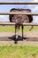 Ostrich farm. Ostriches on an ostrich farm. The ostrich looks over the fence. Animals in captivity.