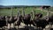 Ostrich farm. Ostriches walk slowly through the grass. Carefully observe the world.