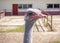 Ostrich farming bird head and neck front portrait in paddock.