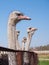 Ostrich farming bird head and neck front portrait in paddock.