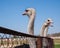 Ostrich farming bird head and neck front portrait in paddock.