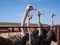 Ostrich farming bird head and neck front portrait in paddock.