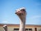 Ostrich farming bird head and neck front portrait in paddock.