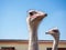 Ostrich farming bird head and neck front portrait in paddock.