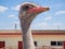 Ostrich farming bird head and neck front portrait in paddock.