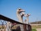 Ostrich farming bird head and neck front portrait in paddock.