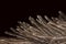 Ostrich Feather On Black Background, Cropped Shot.